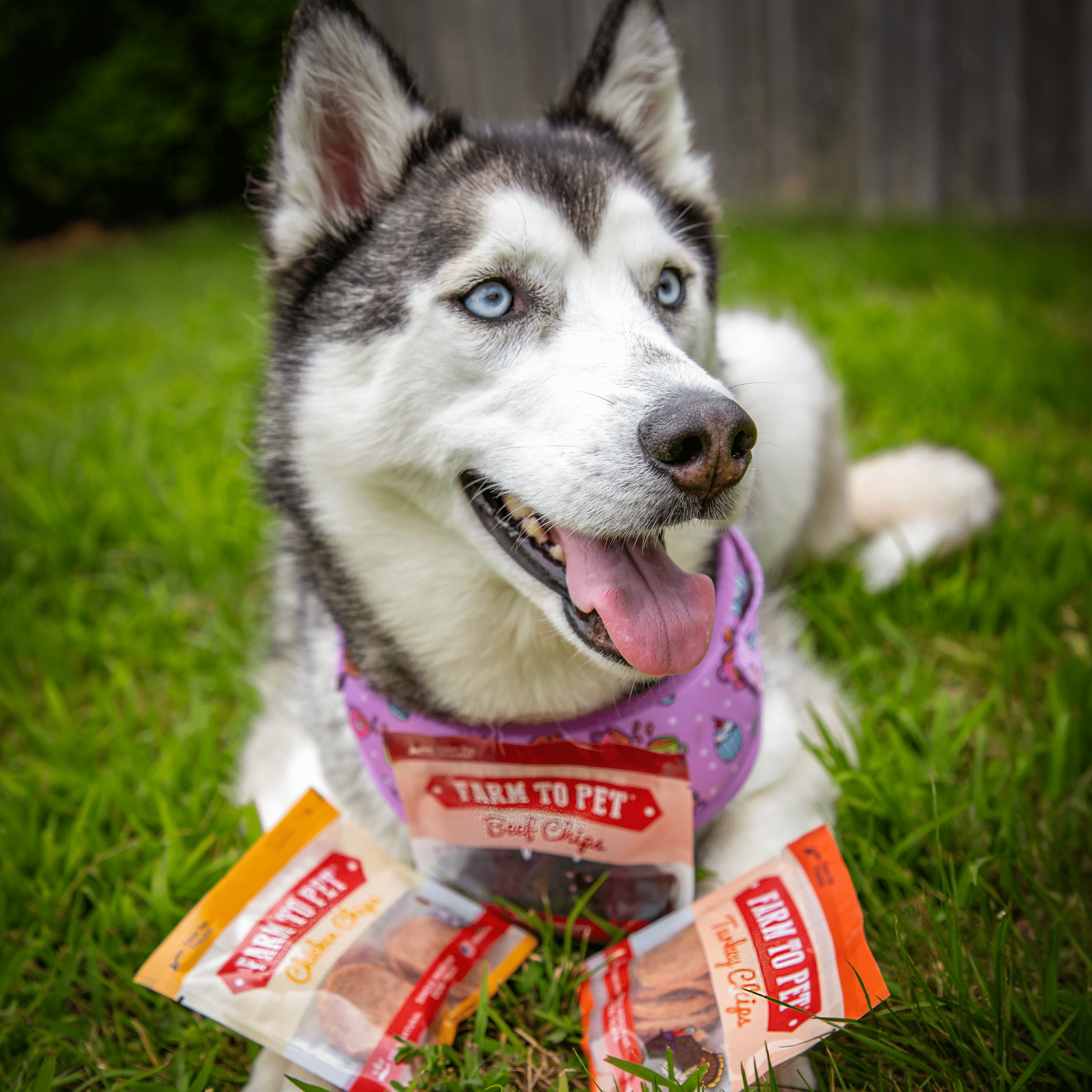 For the Dogs Too