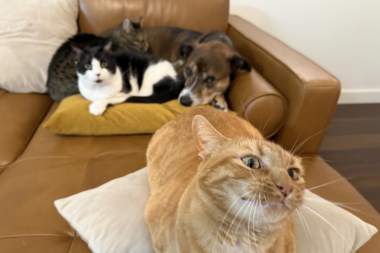Cleaned up pet photo